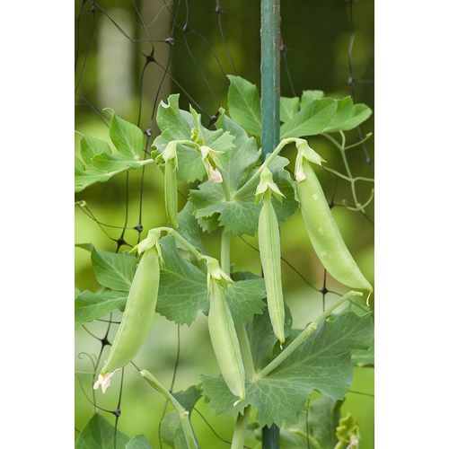 Horton, Janet 아티스트의 Issaquah-Washington State-USA Sugar snap peas growing on a netting trellis strung between poles작품입니다.